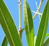 NERIUMLOGO NERIUMLOGO.JPG, 10 kB
