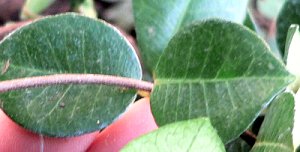 ASIAN2LEAF.JPG