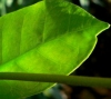 JASMINLOGO JASMINLOGO.JPG, 8 kB