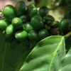 COFFEELOGO COFFEELOGO.JPG, 10 kB