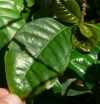 CoffeeLogof CoffeeLogof.jpg, 4 kB