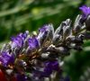 LAVENDERLOGO.JPG, 3 kB