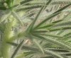Logo Trichostema Logo-Trichostema.jpg, 4.4kB