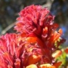 PEDICULLOGO PEDICULLOGO.JPG, 11 kB