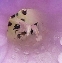 MORNGPOLLEN MORNGPOLLEN.JPG, 6 kB