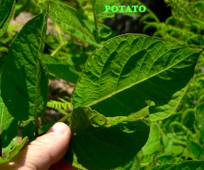 POTATO.JPG, 31 kB