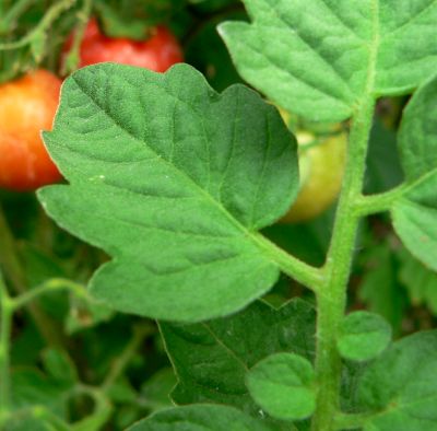 TOMATOE.JPG, 25 kB