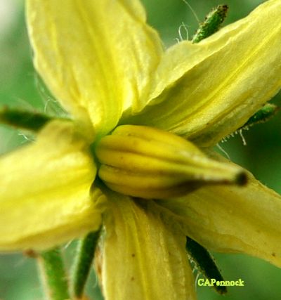 TOMATOFLOWER.JPG, 25 kB