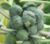 Brussel-Logo.jpg, 4.2kB