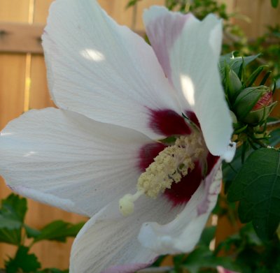FLOWER20070705