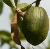 ChestnutLogo ChestnutLogo.jpg, 3 kB