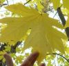BigLeafMapleLogo BigLeafMapleLogo.jpg, 3 kB