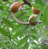 PlumLogof PlumLogof.jpg, 4 kB