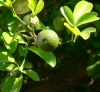 CITRUSLOGO CITRUSLOGO.JPG, 11 kB