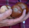 BuckeyeLogo BuckeyeLogo.jpg, 2 kB