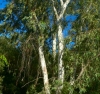 EUCALYPLOGO EUCALYPLOGO.JPG, 12 kB