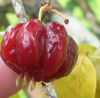 CherryLogo CherryLogo.jpg, 3 kB