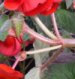 LOGOBEGONIA LOGOBEGONIA.JPG, 2 kB