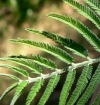 ACACIALOGO ACACIALOGO.JPG, 13 kB