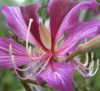 ORCHIDTREELOGO ORCHIDTREELOGO.JPG, 3 kB