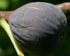 FICUSLOGO FICUSLOGO.JPG, 7 kB