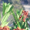 ARBUTIFLOGO ARBUTIFLOGO.JPG, 12 kB