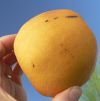 AsianPear-Logo AsianPear-Logo.jpg, 2 kB