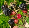 FRUTLOGO FRUTLOGO.JPG, 13 kB