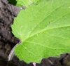 NettleLogoLeaf.jpg, 3.4kB