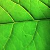 POKELEAFLOGO POKELEAFLOGO.JPG, 2 kB