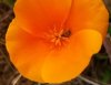 Logo-Poppy.jpg, 2.7kB