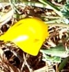 PoppyCoastYelLogo PoppyCoastYelLogo.jpg, 6.7kB