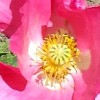 PoppyRedLogo.jpg, 4.9kB