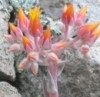 ICONDUDLEYA ICONDUDLEYA.JPG, 10 kB