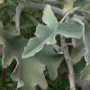 VELVETLEAFLOGO VELVETLEAFLOGO.JPG, 11 kB