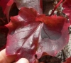 IVYLOGO IVYLOGO.JPG, 10 kB