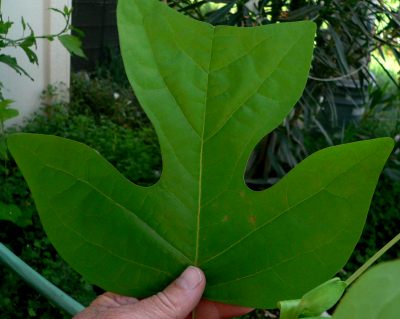 TULLEAF.JPG, 22 kB