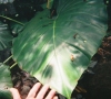 PHILODLOGO.JPG, 10 kB