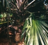 LATANIALOGO.JPG, 12 kB