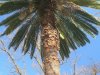 LOGOPALM.JPG, 3 kB