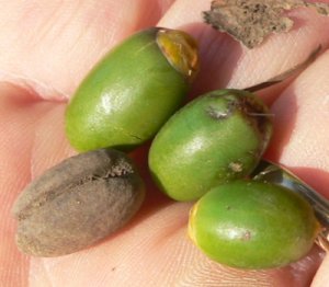 SEEDS.JPG, 16 kB