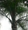 QueenPalmLogo.jpg, 4 kB
