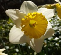 DaffodilLogo.jpg, 10kB