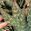 ALOELOGO.JPG, 14 kB