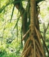 HALALOGO.JPG, 14 kB