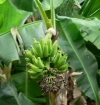 BANANALOGO.JPG, 12 kB