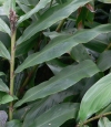 GINGERYLOGO.JPG, 13 kB