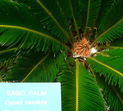 SagoPalmMaui2011Feb26.jpg, 31 kB