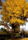 GINKOLOGO.JPG, 18 kB