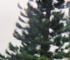 COOKLOGO.JPG, 9 kB